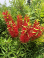 Better John Dwarf Bottlebrush