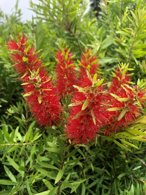 Bottlebrush