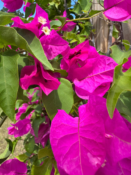 Close-up of vibrant purple, pink flowers with green leaves