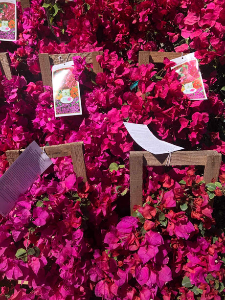 sea of Bougainvillea flowers