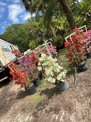 Bougainvillea