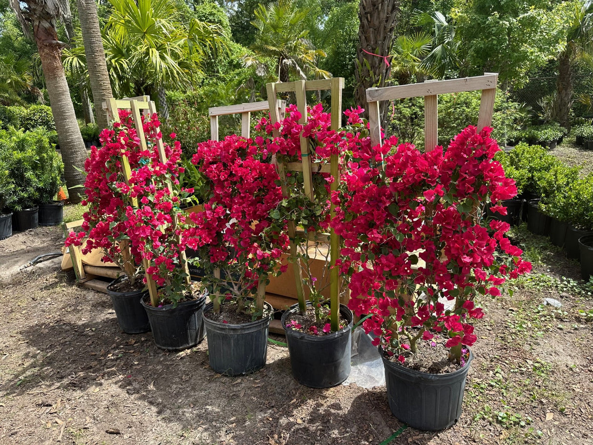 Bougainvillea