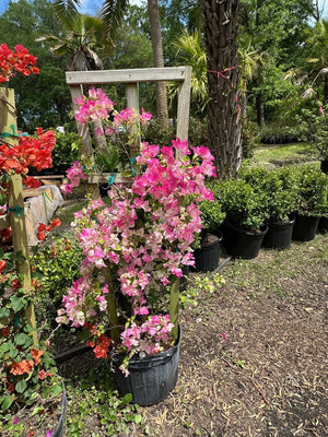 Bougainvillea