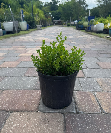Potted plant on a paved pathway with garden supplies in the background