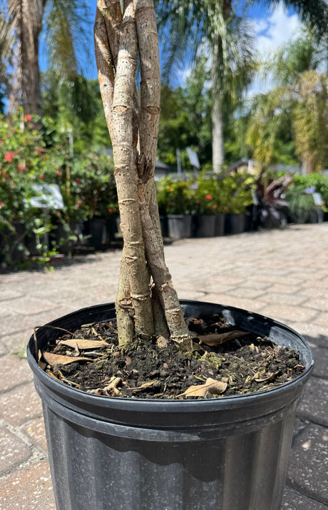 Ficus with braided trunk in three-gallon pot