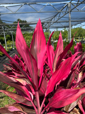 pink Cordyline leaves in the sun at nursery 