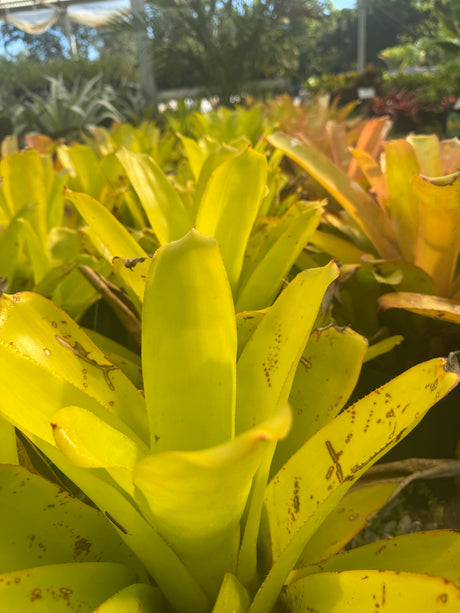 Bromeliad