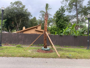 Cabbage Palm - hurricane cut