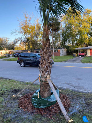 Cabbage Palm - hurricane cut