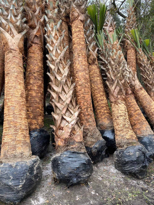 Cabbage Palm - hurricane cut