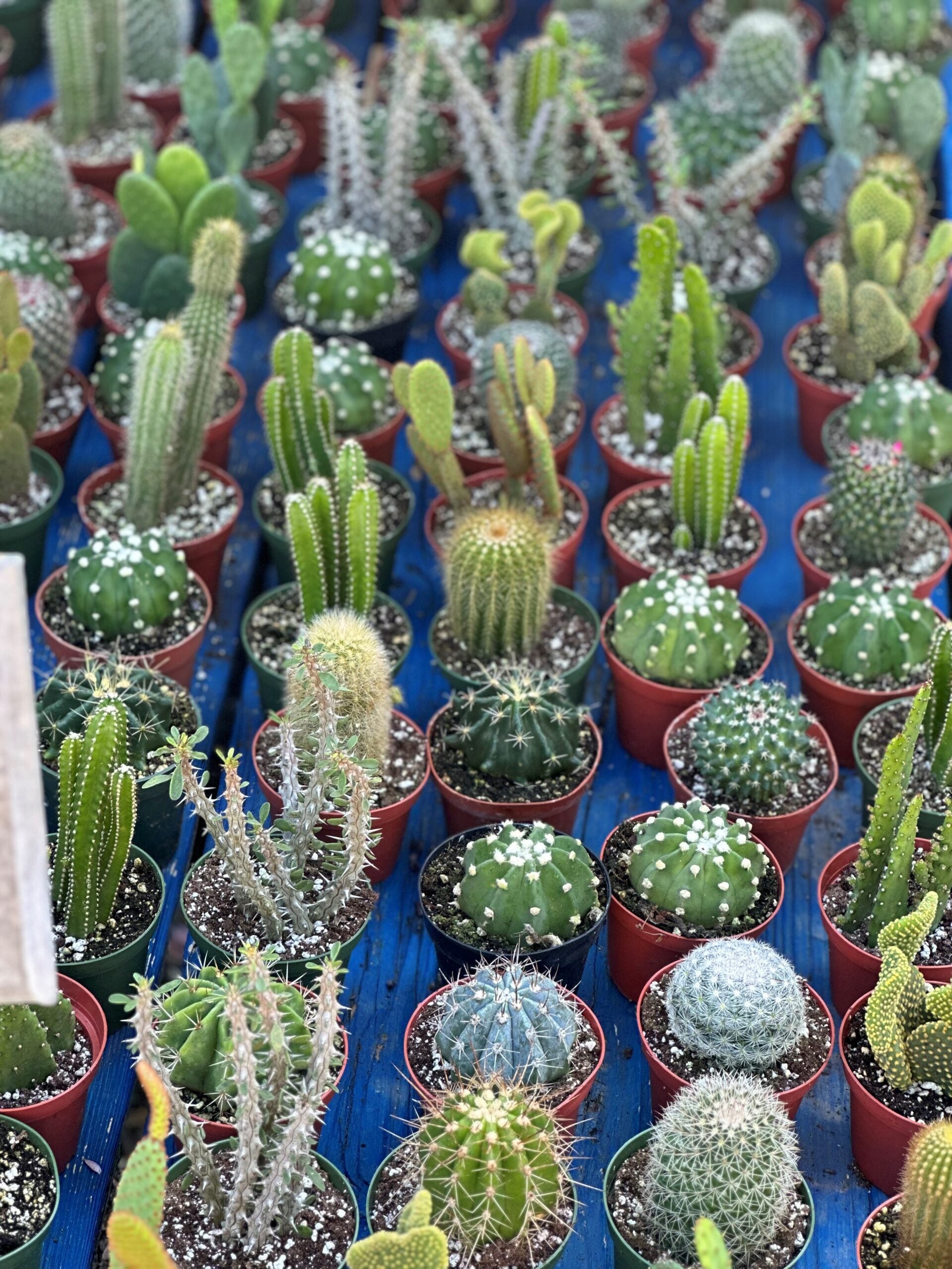 Cactus – Liberty Landscape Supply