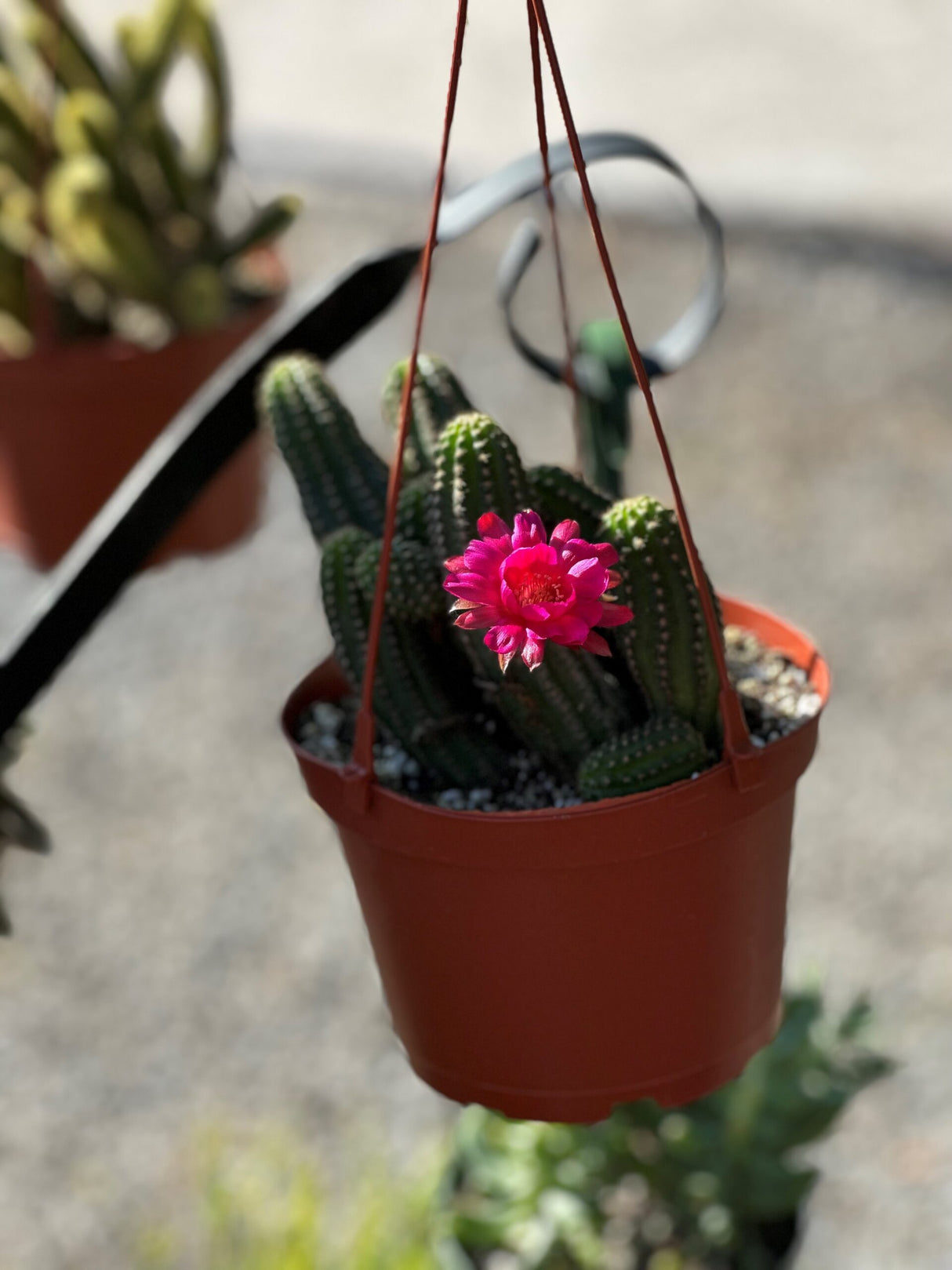 Succulent 6 Hanging Baskets