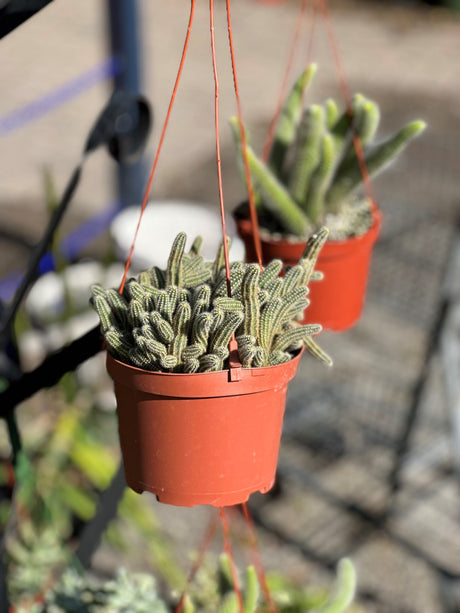 Succulent 6 Hanging Baskets