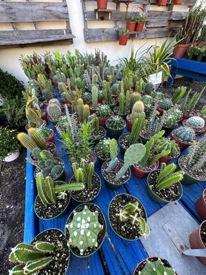 large indoor cactus plants Cactus – Liberty Landscape Supply