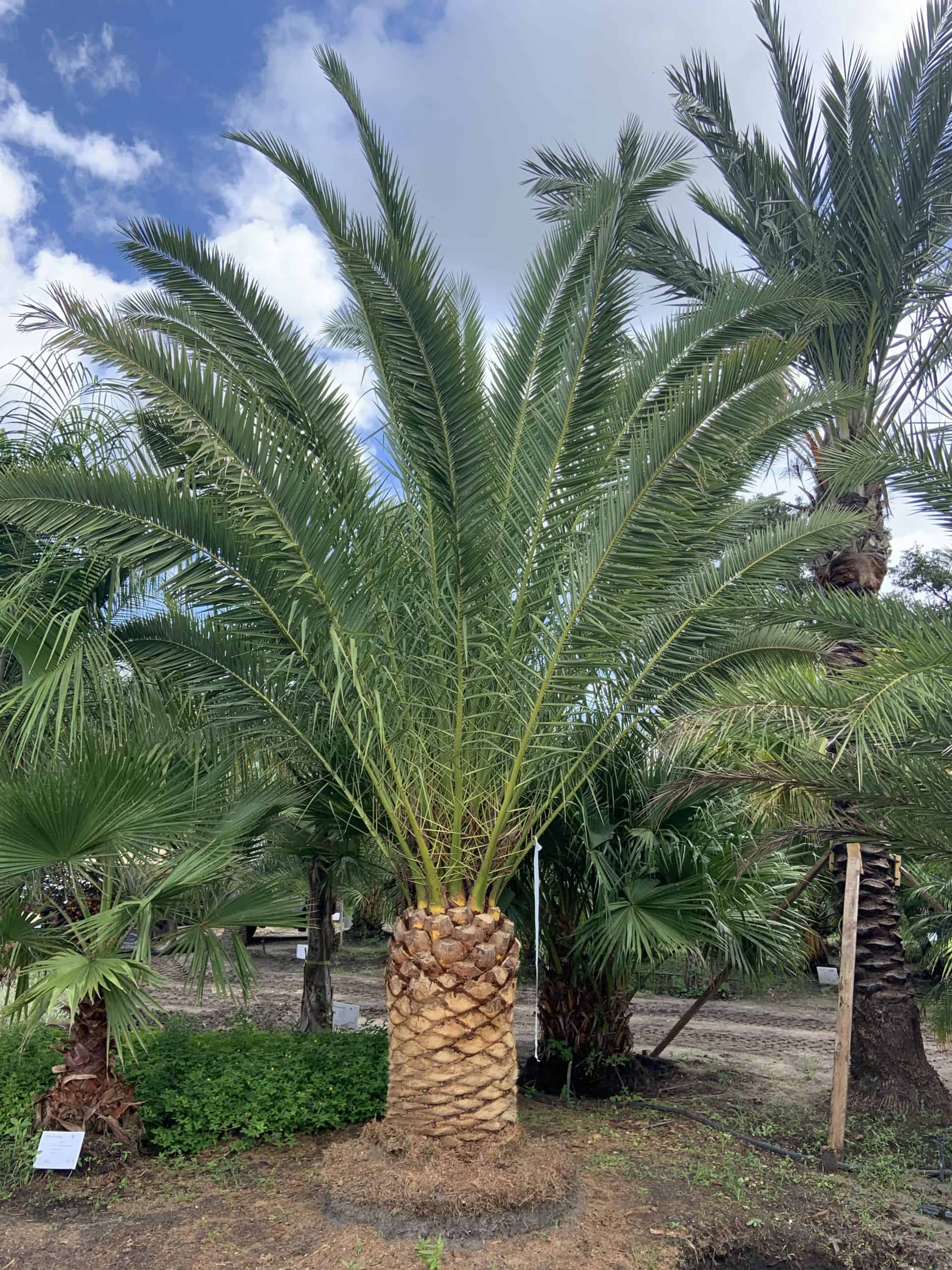 planting canary island date palm Canary Island Date Palm – Liberty Landscape Supply