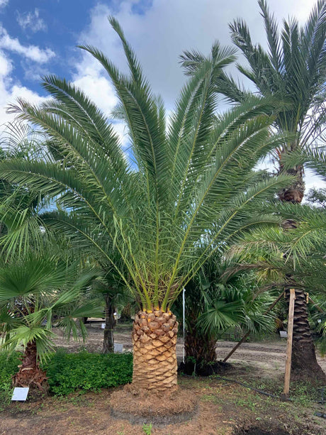 Canary Island Date Palm