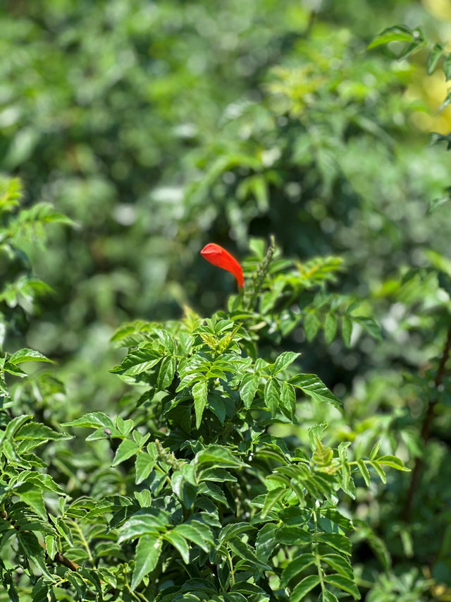 Cape Honeysuckle