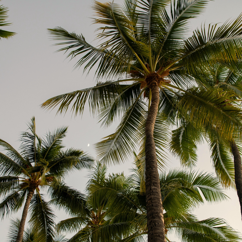 Palm Trees