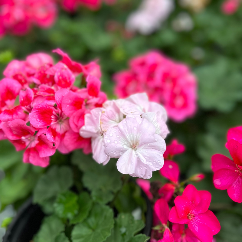 Annuals and Perennials