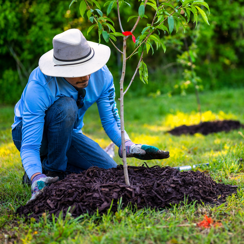 Tree Planting