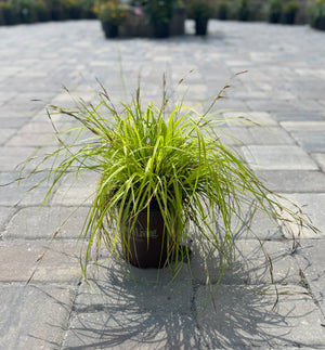 Carex plant in one gallon pot