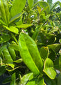 Carissa Holly bright green leaves