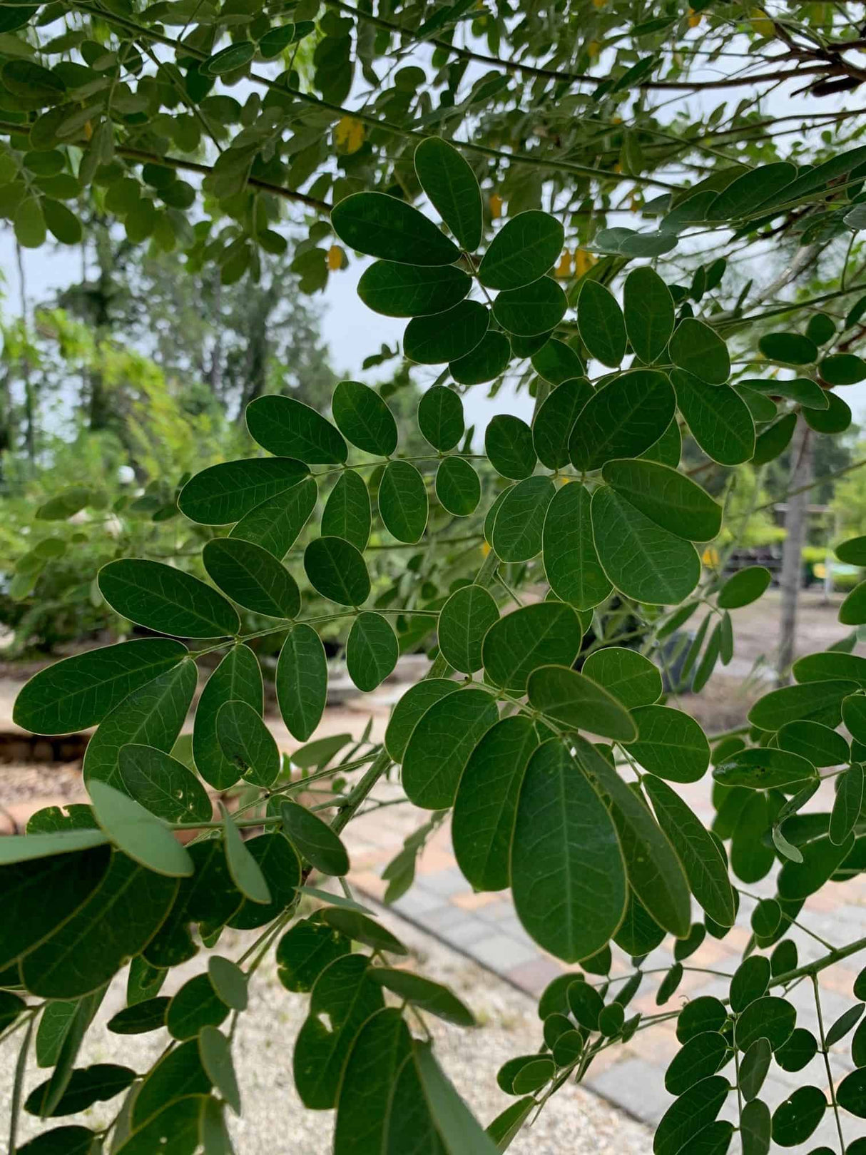 Cassia Tree