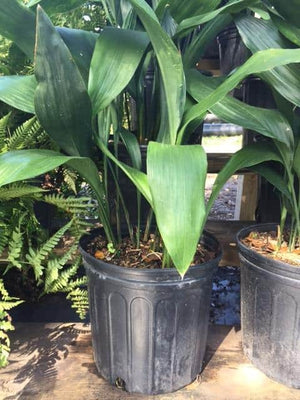 cast iron plant pots for sale Cast Iron Plant – Liberty Landscape Supply