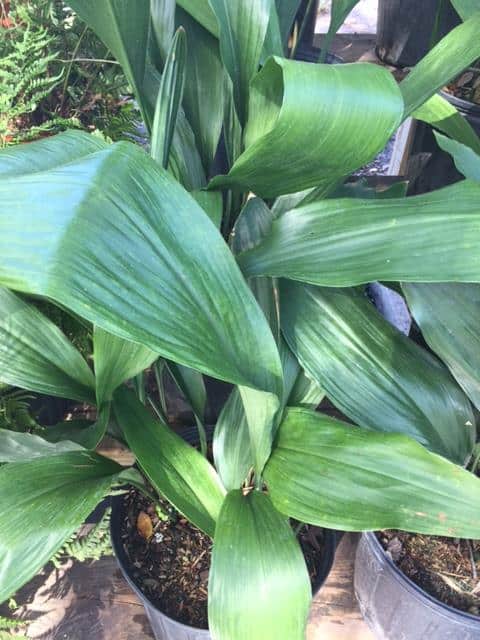 Cast Iron Plant – Liberty Landscape Supply