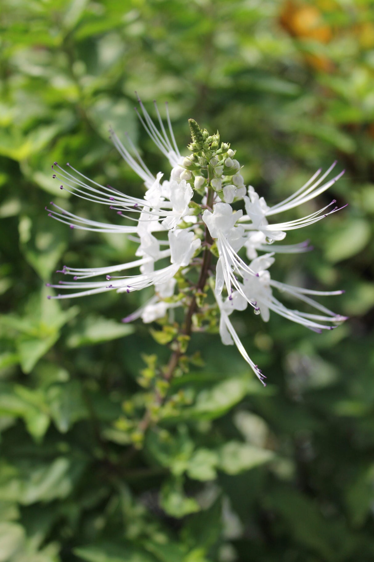 Cat Whiskers