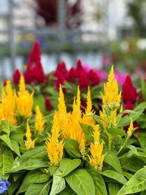 Celosia