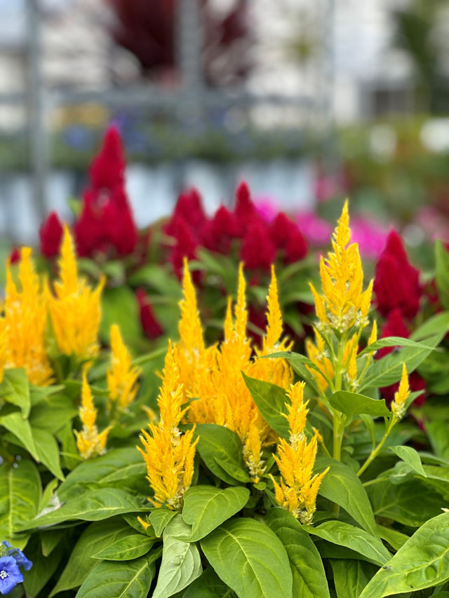 Celosia