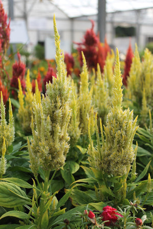 Celosia