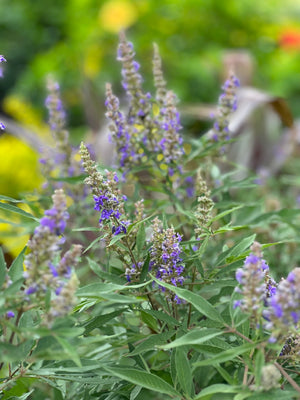 Chaste (Vitex)