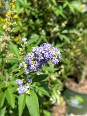 Chaste (Vitex)