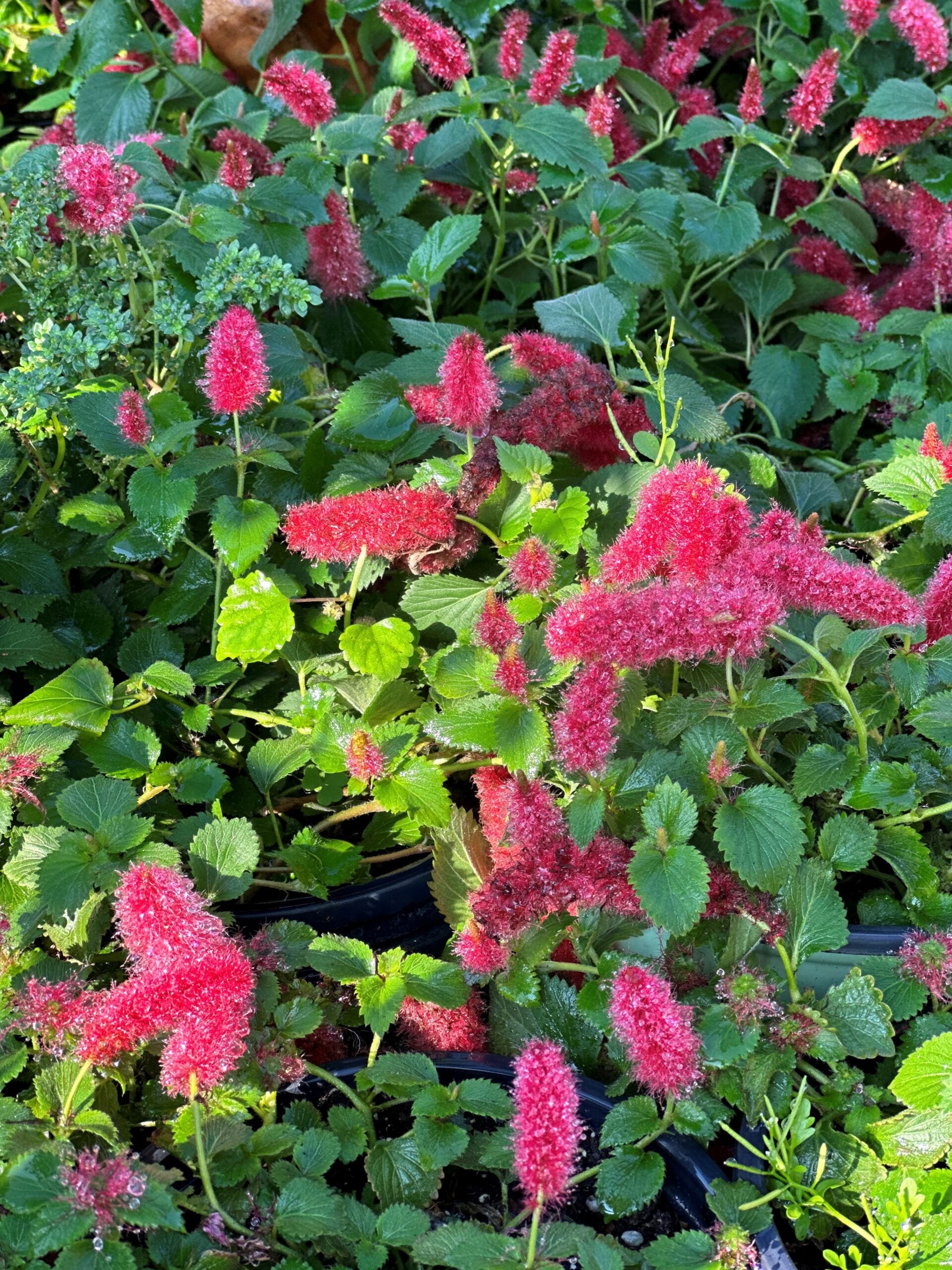 chenille plant seeds Chenille – Liberty Landscape Supply