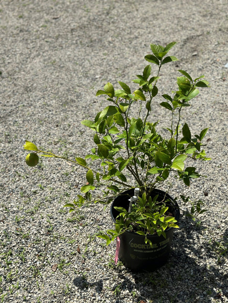 Cocktail Citrus Bush