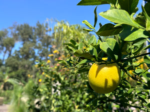 Citrus Tree (All Varieties)