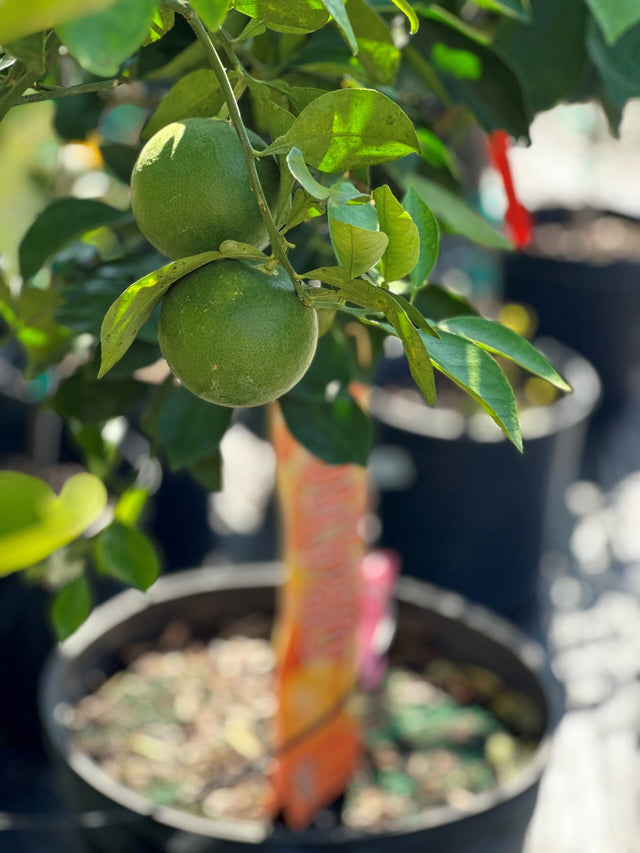 Dwarf Citrus Trees