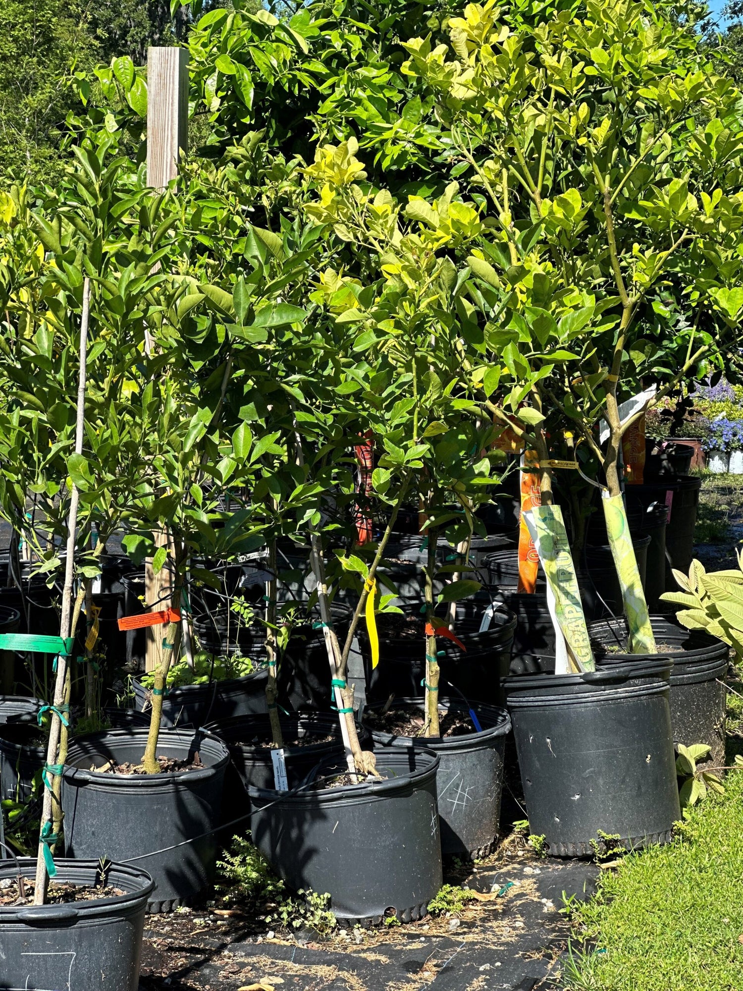 Citrus Tree Cocktail – Liberty Landscape Supply