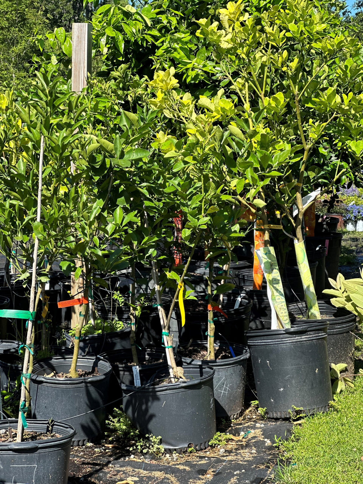 Cocktail Citrus Trees