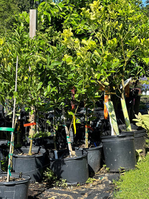 Dwarf Citrus Trees