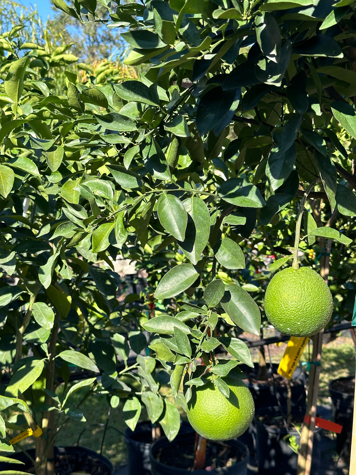 Citrus Cocktail Tree