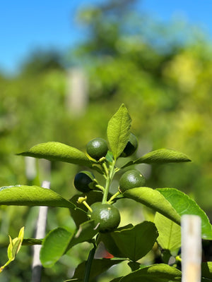 Medley Citrus Tree