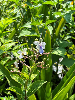 cleodendrum blue butterfly at nursery 