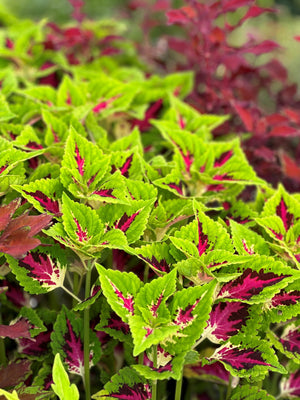 Coleus