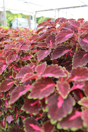 Coleus