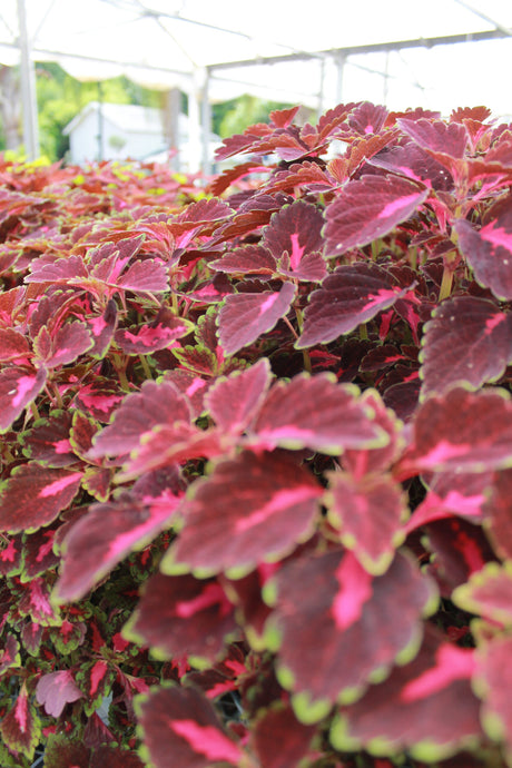 Coleus