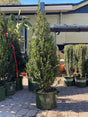 Colonnade Holly ~ Monrovia