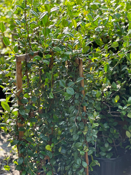 Jasmine Confederate – Liberty Landscape Supply